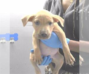 American Staffordshire Terrier-Unknown Mix Dogs for adoption in Tallahassee, FL, USA