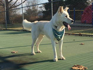 Golden Retriever-Unknown Mix Dogs for adoption in Jarrettsville, MD, USA