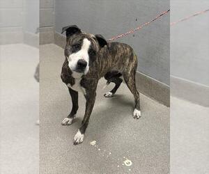 American Pit Bull Terrier-Unknown Mix Dogs for adoption in Las Vegas, NV, USA