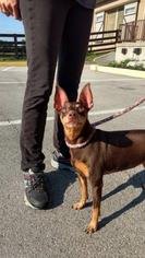 Miniature Pinscher-Unknown Mix Dogs for adoption in Newport, KY, USA