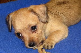 Medium Photo #1 Chihuahua-Unknown Mix Puppy For Sale in Arlington, VA, USA