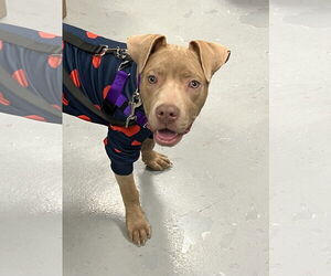 American Pit Bull Terrier-Unknown Mix Dogs for adoption in Crete, IL, USA