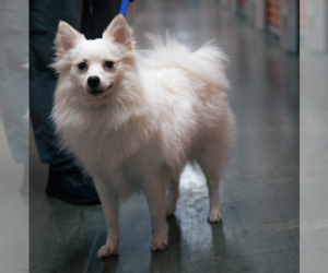 Pomeranian-Unknown Mix Dogs for adoption in Brooklyn, NY, USA