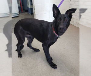 Mutt Dogs for adoption in San Bernardino, CA, USA