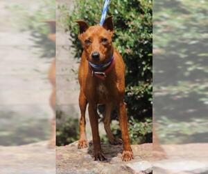 Miniature Pinscher Dogs for adoption in Little Rock, AR, USA