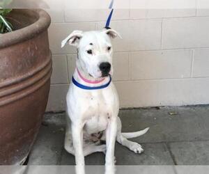 Dogo Argentino Dogs for adoption in pomona, CA, USA