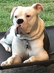 Small American Bulldog