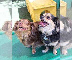 Dachshund-Tibetan Spaniel Mix Dogs for adoption in Anaheim, CA, USA