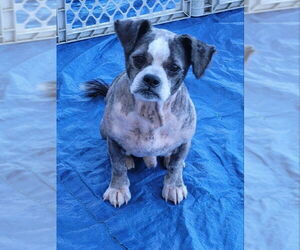 Lhasa Apso-Unknown Mix Dogs for adoption in Rocky Mount, NC, USA