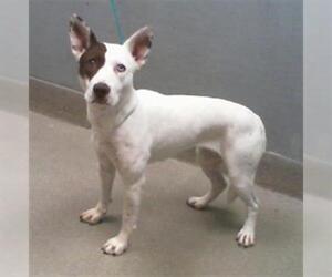 American Pit Bull Terrier-Unknown Mix Dogs for adoption in Las Vegas, NV, USA