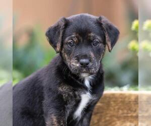 Labrador Retriever-Unknown Mix Dogs for adoption in San Diego, CA, USA