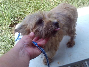 Cairn Terrier Dogs for adoption in Bonifay, MO, USA