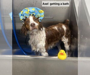 Brittany Dogs for adoption in Curwensville, PA, USA