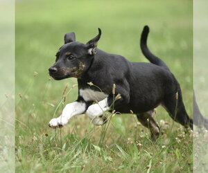 Plott Hound-Unknown Mix Dogs for adoption in Mechanicsburg, PA, USA