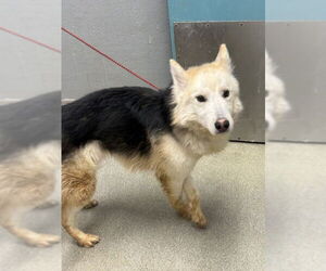 German Shepherd Dog-Siberian Husky Mix Dogs for adoption in Las Vegas, NV, USA