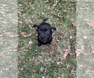 Chihuahua-Unknown Mix Dogs for adoption in Mechanicsburg, PA, USA