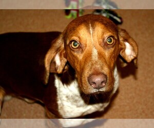 Beagle Dogs for adoption in Lovingston, VA, USA