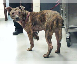 Mutt Dogs for adoption in Fayetteville, NC, USA