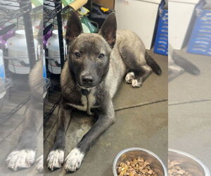 Siberian Husky-Unknown Mix Dogs for adoption in Rockaway, NJ, USA