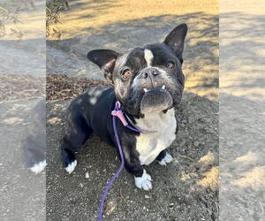 Bulldog Dogs for adoption in Marina Del Rey, CA, USA