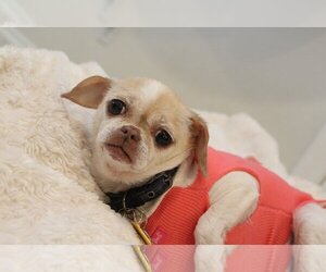 Medium Photo #1 Chug Puppy For Sale in  Ramona, CA, USA