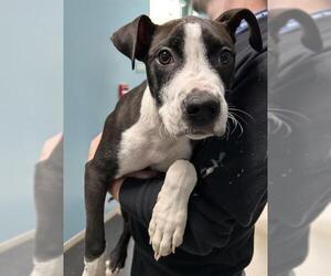 American Pit Bull Terrier-Unknown Mix Dogs for adoption in Newton, NC, USA