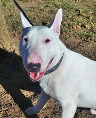 Bull Terrier Dogs for adoption in Edmond, OK, USA