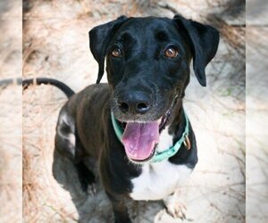 Great Dane Dogs for adoption in Milton, FL, USA