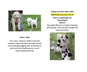 Labradoodle Dogs for adoption in Priest River, ID, USA