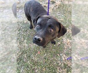 Mutt Dogs for adoption in Houston, TX, USA