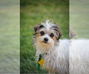 Mutt Dogs for adoption in Sandy, UT, USA