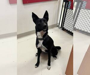 Mutt Dogs for adoption in Webster, WI, USA