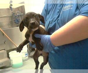 Labrador Retriever-Unknown Mix Dogs for adoption in Fayetteville, NC, USA