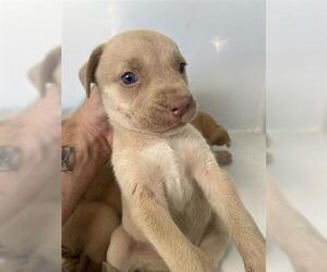 Labrador Retriever-Unknown Mix Dogs for adoption in Houston, TX, USA