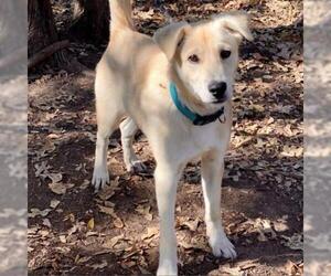 Golden Retriever Dogs for adoption in Denison, TX, USA