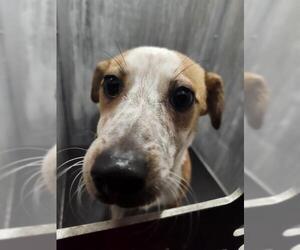 Mutt Dogs for adoption in San Antonio, TX, USA