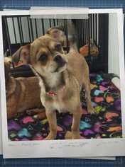 Medium Photo #1 Daug Puppy For Sale in Apache Junction, AZ, USA