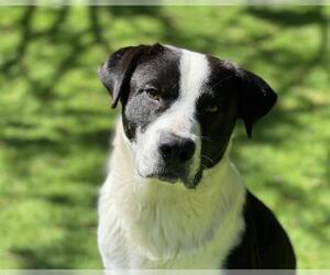 Border Collie-Unknown Mix Dogs for adoption in Raleigh, NC, USA