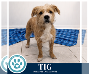 Medium Photo #1 Mutt Puppy For Sale in Kimberton, PA, USA