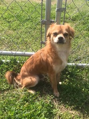 Chiranian Dogs for adoption in Rockaway, NJ, USA