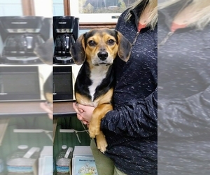 Beagle Dogs for adoption in Clarkesville, GA, USA