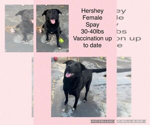 Labrador Retriever-Unknown Mix Dogs for adoption in Virginia Beach, VA, USA