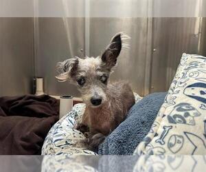 Poodle (Miniature)-Unknown Mix Dogs for adoption in Orange, CA, USA
