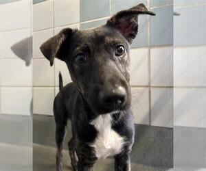 American Staffordshire Terrier-Unknown Mix Dogs for adoption in San Antonio, TX, USA