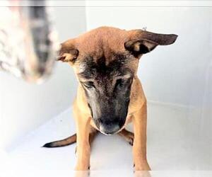 Black Mouth Cur Dogs for adoption in Houston, TX, USA