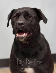 Bullmastiff Dogs for adoption in Ashland, WI, USA