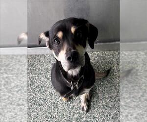 Labrador Retriever Dogs for adoption in Salisbury, NC, USA
