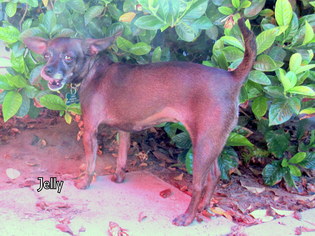 Medium Photo #1 Chihuahua-Unknown Mix Puppy For Sale in Lindsay, CA, USA