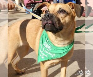 Boxador Dogs for adoption in Washington, DC, USA