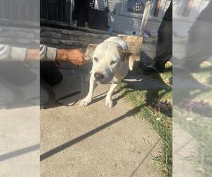 American Staffordshire Terrier-Unknown Mix Dogs for adoption in San Antonio, TX, USA